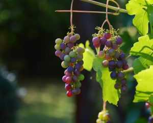 Home Kaart van de grootste wijnstreek in Frankrijk, Bordeaux, met wijngaarden en wijnproducerende gebieden
